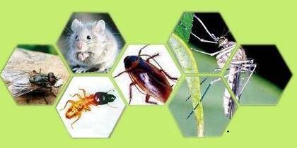 飯?zhí)脺缡?、滅蟑、滅蠅制度及操作?guī)范